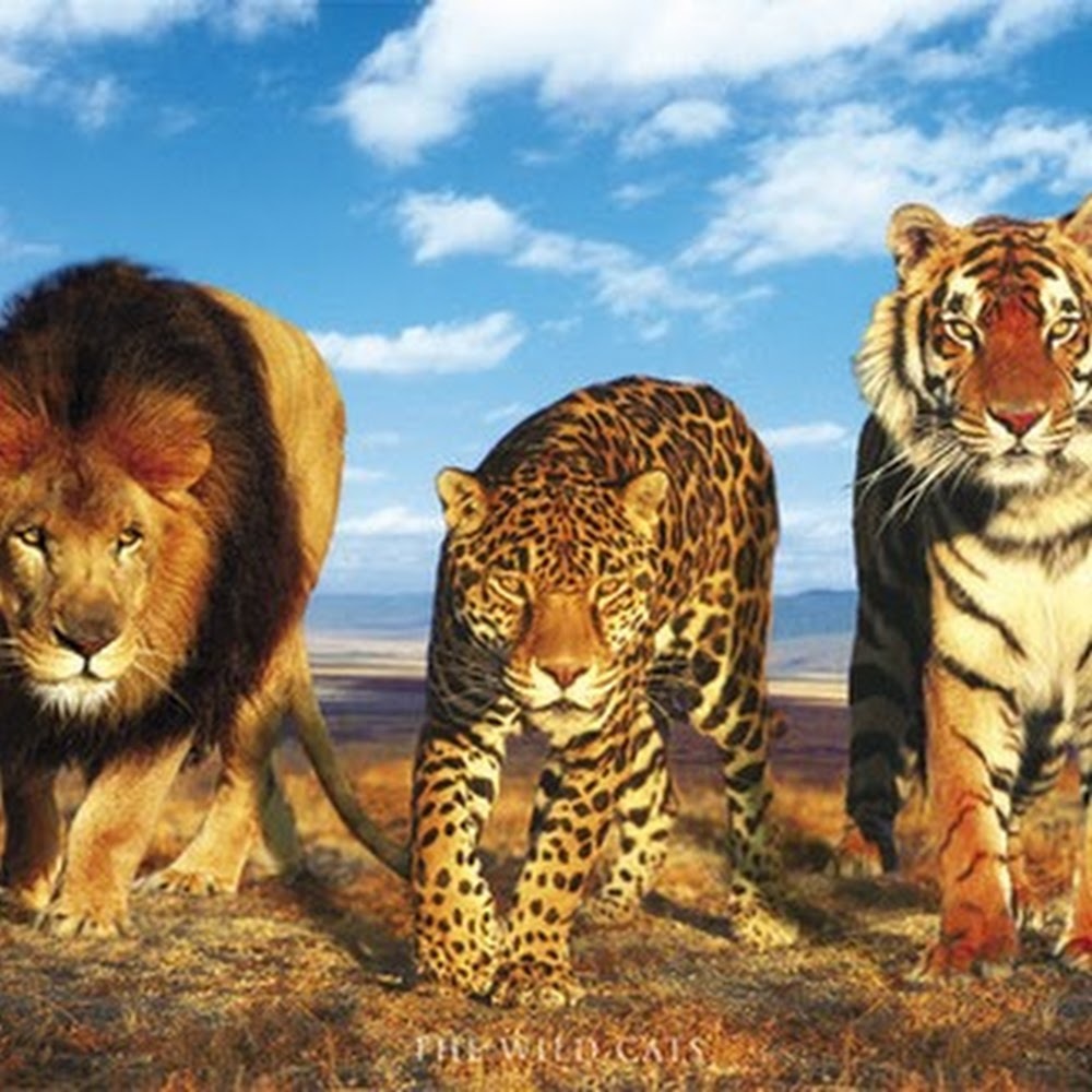 Meet your Posher, Nicky